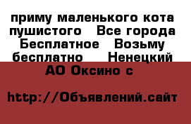 приму маленького кота пушистого - Все города Бесплатное » Возьму бесплатно   . Ненецкий АО,Оксино с.